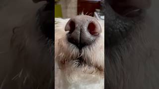 La manera correcta de usar el detergente para lavar los platos.  #parati #dogsofyoutube #lifehacks