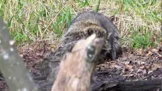 Raccoons fighting in the woods...amazing!