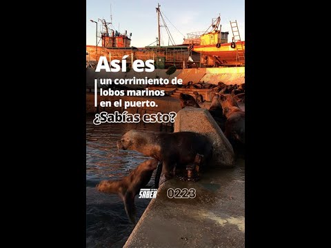🎥 Así se vive el arreo de lobos marinos en el sector productivo del #Puerto