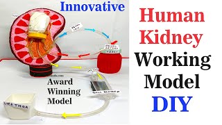 human kidney working model(3d) innovative award winning project for science exhibition - howtofunda