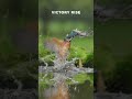 Kingfisher’s Lightning Dive for a Fish | Cinematic Wildlife | 4K ULTRA HD