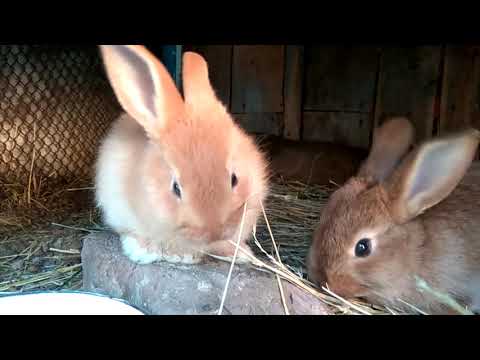 cute-baby-rabbits-bunny-eating-grass
