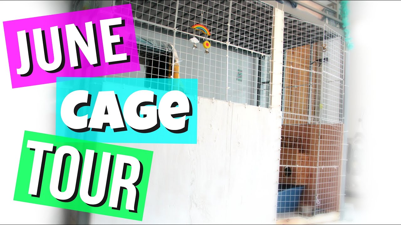 June Rabbit Cage Tour 2016 YouTube