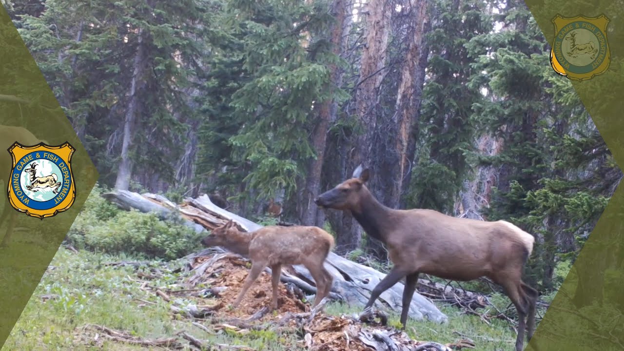 Elk Sounds Crescendo to Stampede YouTube