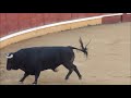 TUDELA ( NAVARRA ) 2011 CONCURSO DE RECORTADORES, con toros en puntas Sabado,30,Julio