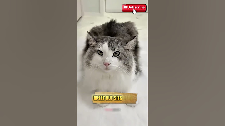 ❤️❤️❤️Cat’s Revenge Hilarious Prank Turns into Artistic Payback! 🐾😂#shorts