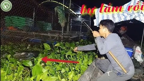 Trúng lớn! Câu cá trúng ngay ổ cá dồ đém khủng, cá chép, cá trê | Câu cá ổ T187