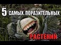 5 САМЫХ поразительных растений в МИРЕ