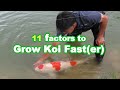 Growing koi big  11 factors that influence koi growth growth guide