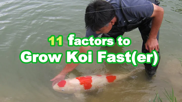 GROWING KOI BIG | 11 factors that influence Koi Growth [GROWTH GUIDE] - DayDayNews