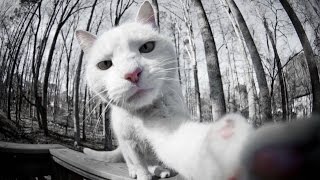 Кот ведет себя как Собака - Приколы с Котами Кот ведет себя как Собака - Приколы с Котами