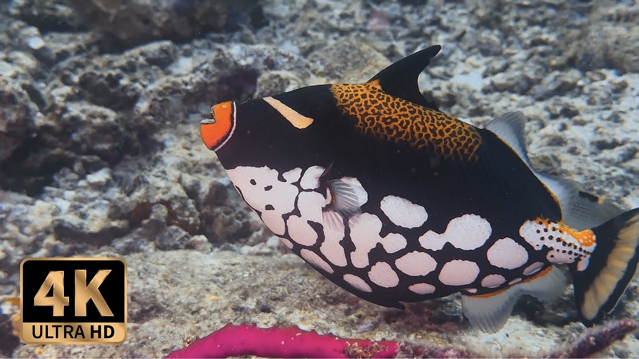 Scuba Diving DivePoint Meedhupparu Maldives 2023 (13)