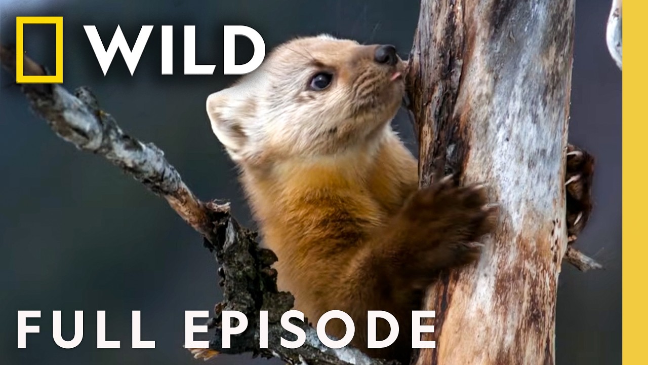Meet the Yellowstone Scavengers (Full Episode) | America the Wild | Nat Geo Animals