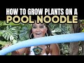 DIY Hanging Pool Noodle Moss Pole For Houseplants &amp; Aroids - Lightweight Plant Hanger