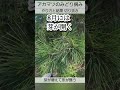 【アカマツ】みどり摘みをするとどうなる？の結果