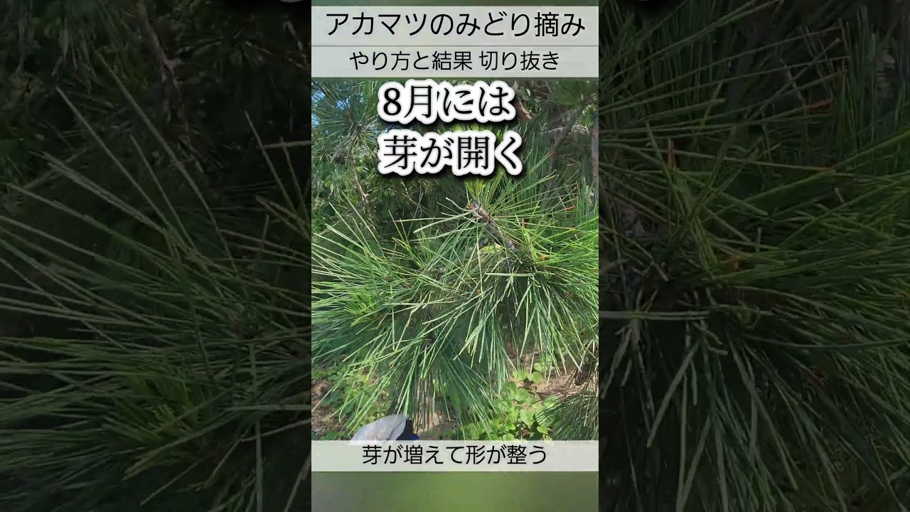【アカマツ】みどり摘みをするとどうなる？の結果