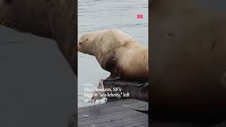 Has Chonkers, SF's biggest "sea-lebrity," left us for good?