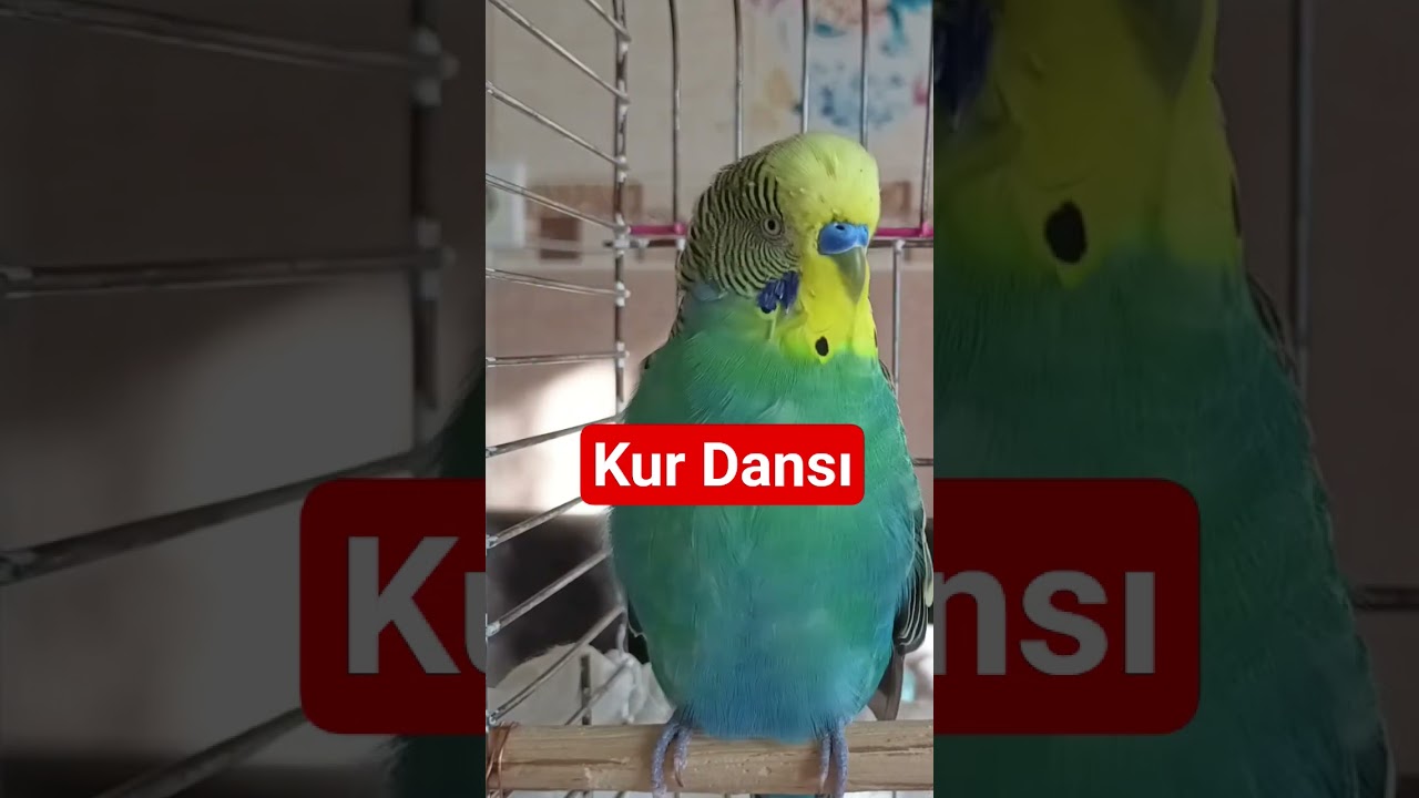Mutlu Olacak, Yalnız Muhabbet Kuşları İçin, Alıştırma Sesi, Çağırma Sesi #birds #parrot