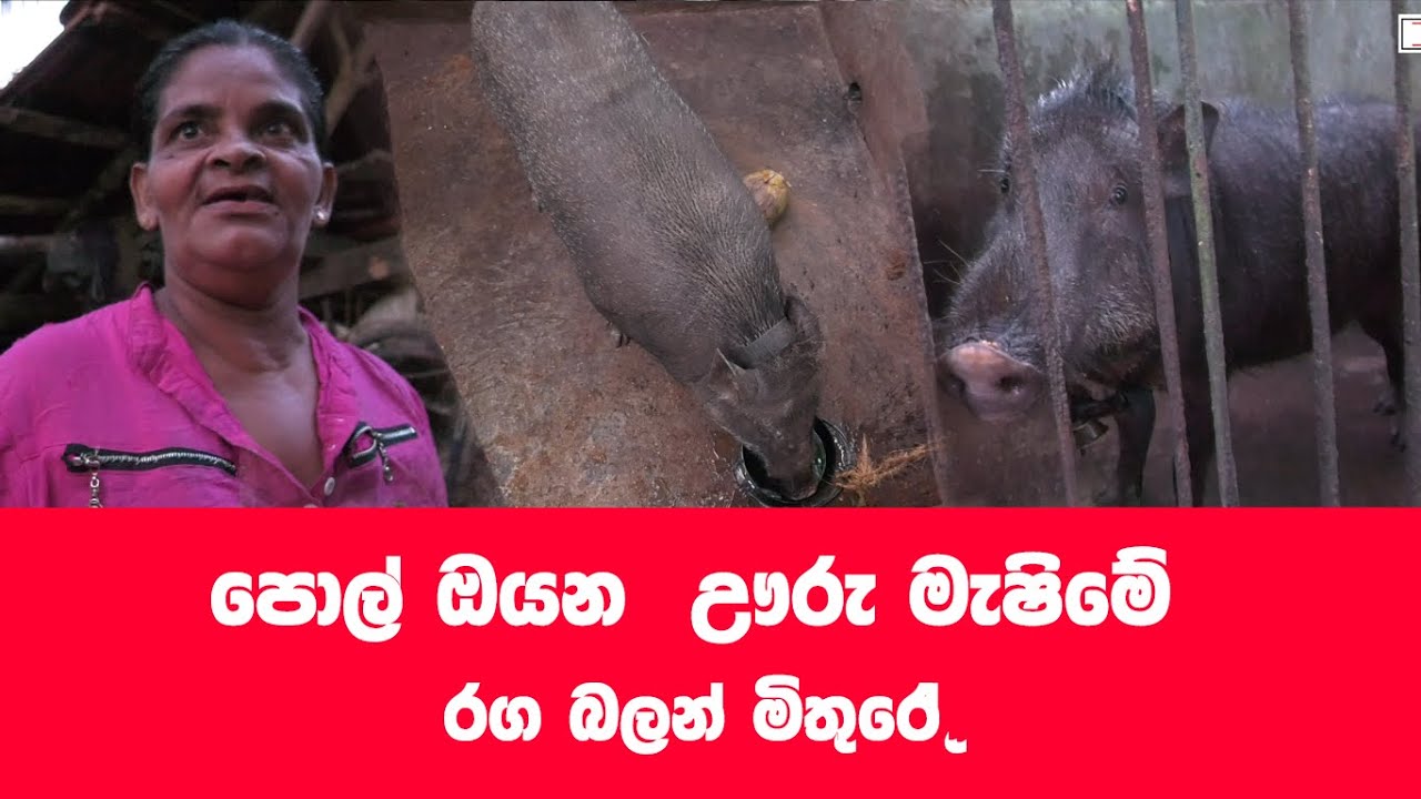 ඌරු මැෂිම ‍ කොහොම ද