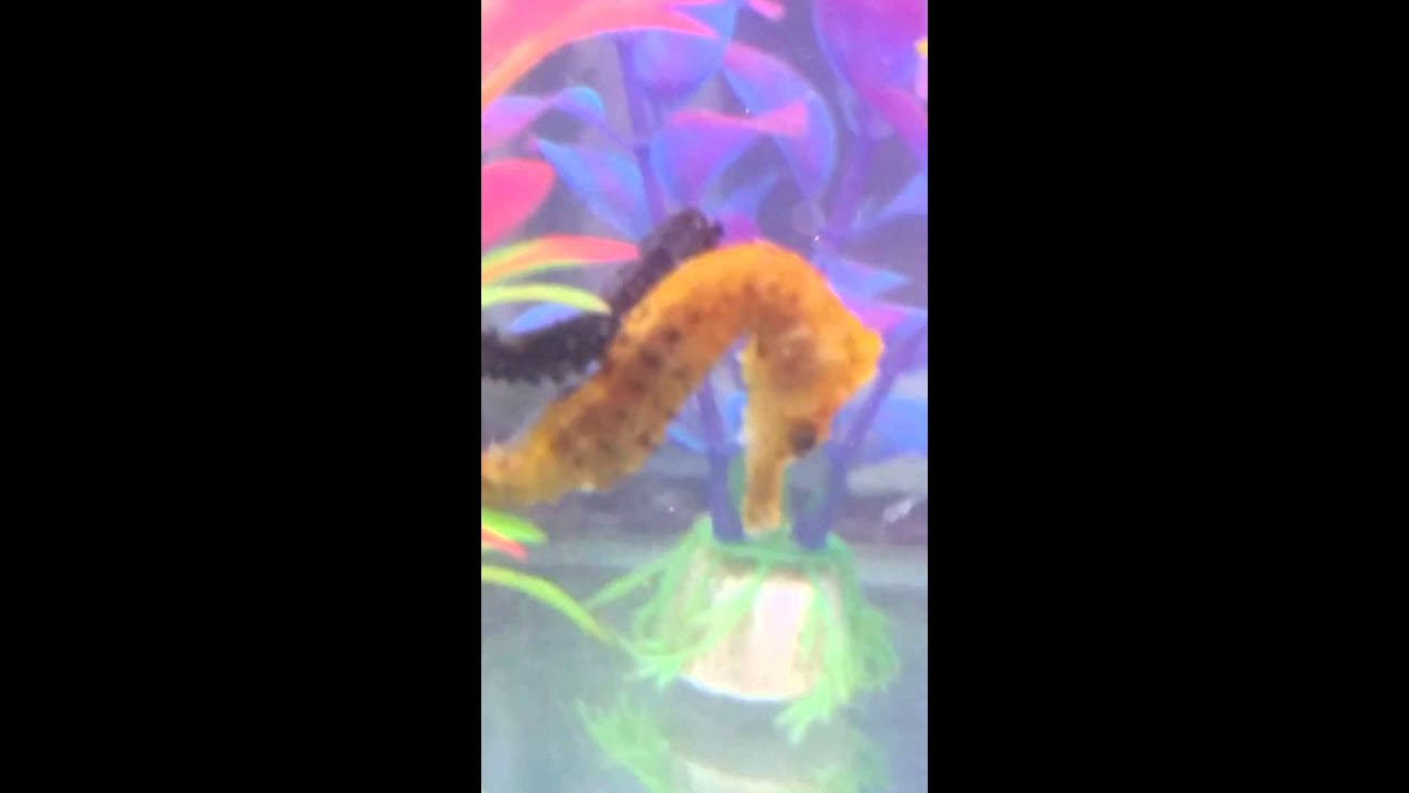 underwater kingdom minecraft seed seahorses at play