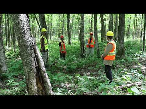 Vidéo: Se Penche Parmi Les Arbres