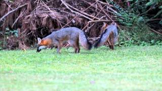 Return of the Gray Fox's