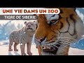 Panorama polaire du tigre de sibrie  episode 60  planet zoo  franchise