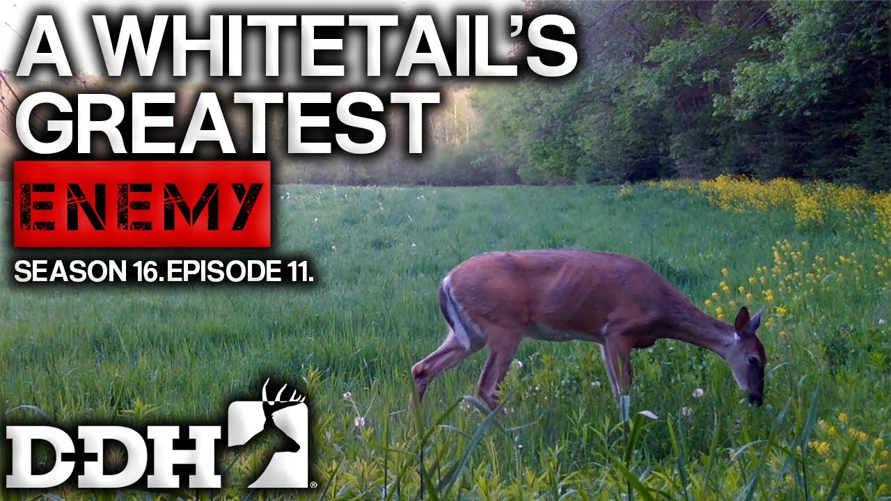 primal prey deer primal prey deer