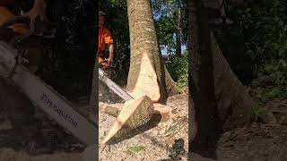 Red albazia tree felling. #treefelling #treefeller