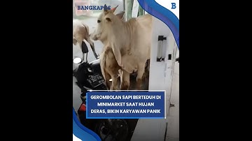 Gerombolan Sapi Berteduh di Minimarket Saat Hujan Deras, Bikin Karyawan Panik