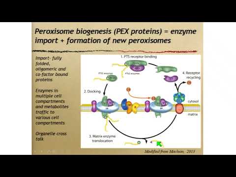 ვიდეო: რამდენად იშვიათია პეროქსიზომური დარღვევები?
