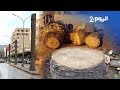 كارثة إسبانيا تطلق السوسة الحمراء لـ قتل نخيل شمال المملكة كارثة إسبانيا تطلق السوسة الحمراء لـ قتل نخيل شمال المملكة