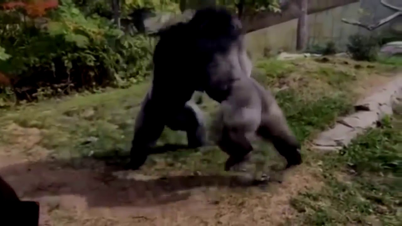 Кто сильнее медведь или горилла. Горилла нападает на человека. Гориллы дерутся.