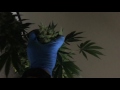 Growing Cannabis: final results 12 Jumpstart. Week 5 for room --B- ep 12