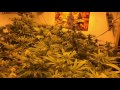 Growing Cannabis: final results 12 Jumpstart. Week 5 for room --B- ep 12