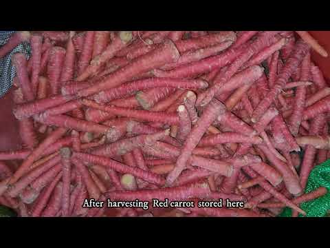 Red Carrot after harvesting from my