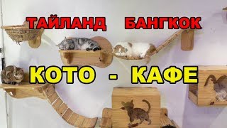 39 серия. Тайланд. Кото - кафе в центре Бангкока. 50 кошек разной породы! Мир животных.Поесть вместе 39 серия. Тайланд. Кото - кафе в центре Бангкока. 50 кошек разной породы! Мир животных.Поесть вместе