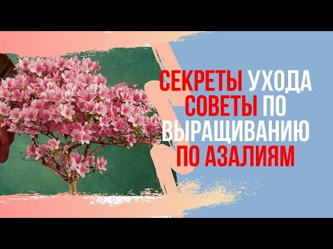 Video: Rhododendron, Azalea Dan Kayu Kotak Di Taman Anda