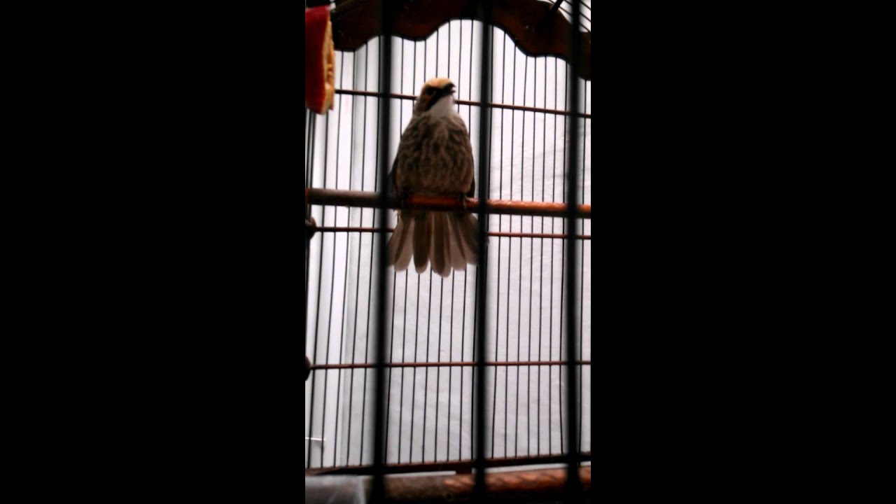 Cucakrowo Medan Youtube