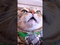 豪快すぎる猫のクシャミが凄いwww
