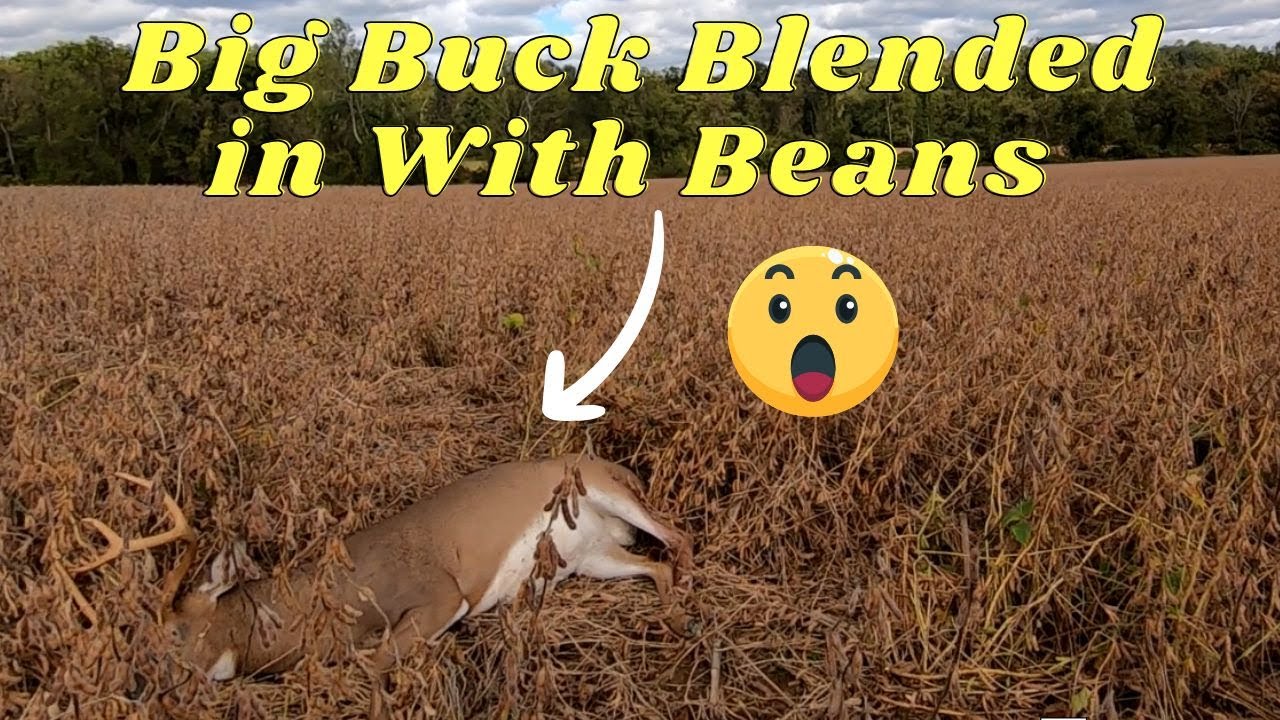 You won't believe where He stopped! Deer Tracking Wire haired Dachshund