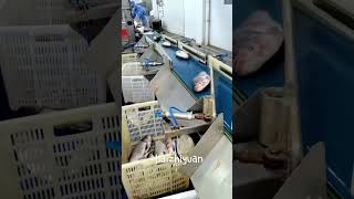 Fish weight sorting machine #seafood #fish #seafoodprocessing #food #equipment