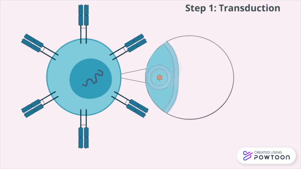 CRISPR/Cas9 in CAR-T Cell Therapy: Engineering Explained
