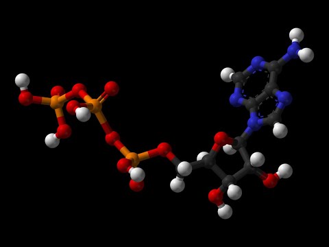 Video: Quali sono i due passaggi specifici in cui viene utilizzato l'ATP?