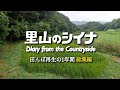 森になった田んぼを再生して収穫するまでの記録