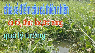 chia sẻ điểm câu cá rô, thác lác,trê vàng Thiên nhiên rất lý tưởng @CuongFising
