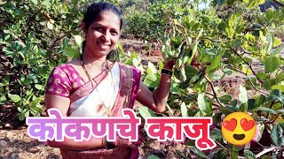 Cashew Harvesting || कोकणातील काजू 👌👌 भाजीसाठी आणले हिरवे काजू... 😍