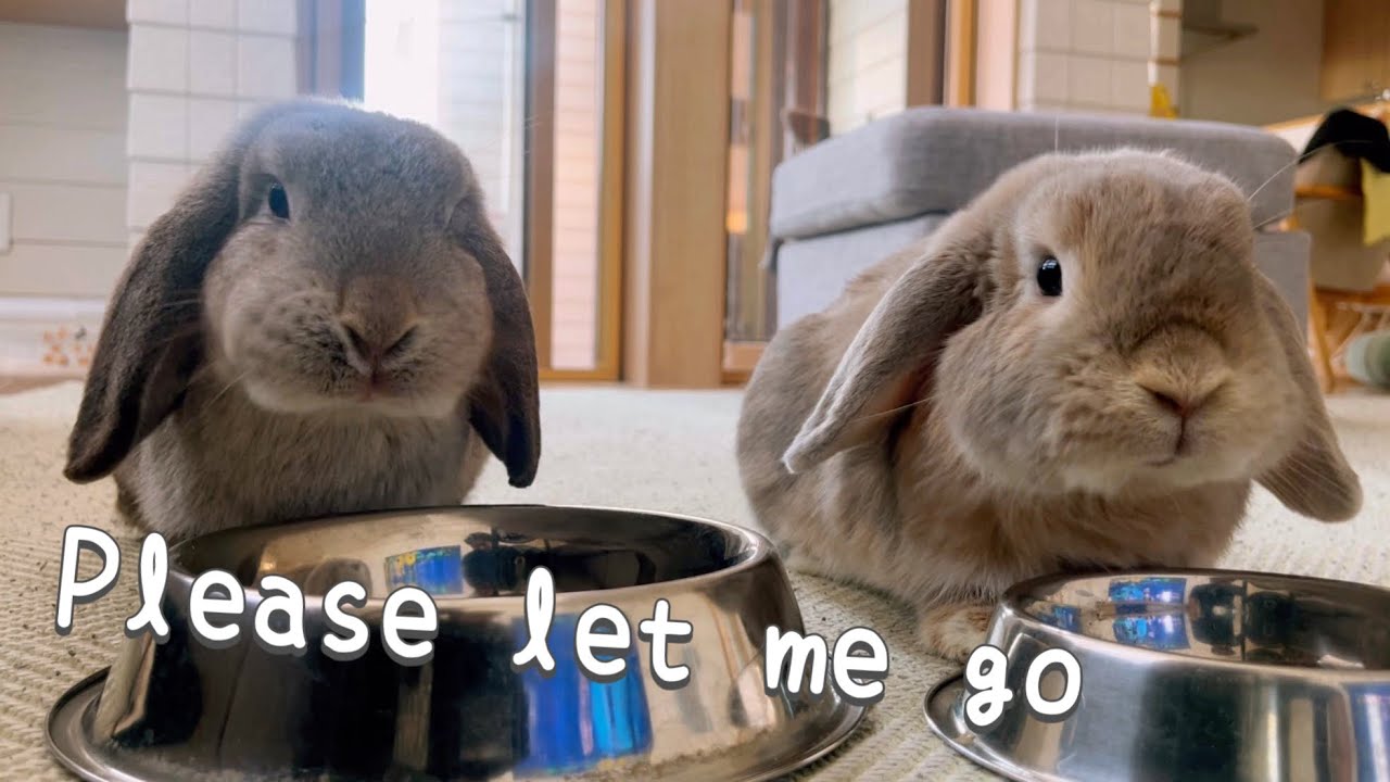 Prank Rabbits ใRabbitใPranks are commonplace. Stop it!#6 - YouTube