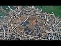 2023-06-16 #3 starts a fight with both #2 and #1, rivalry |  Boulder County Osprey Cam