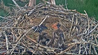 2023-06-16 #3 starts a fight with both #2 and #1, rivalry |  Boulder County Osprey Cam